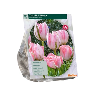 Tulp Dubbel Laat Finola 10 st.