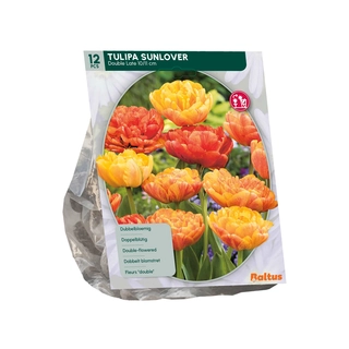 Tulp Dubbel Laat Sunlover 12 st.