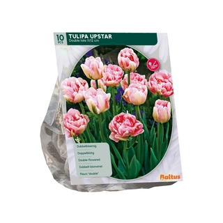 Tulp Dubbel Laat Upstar 10 st.