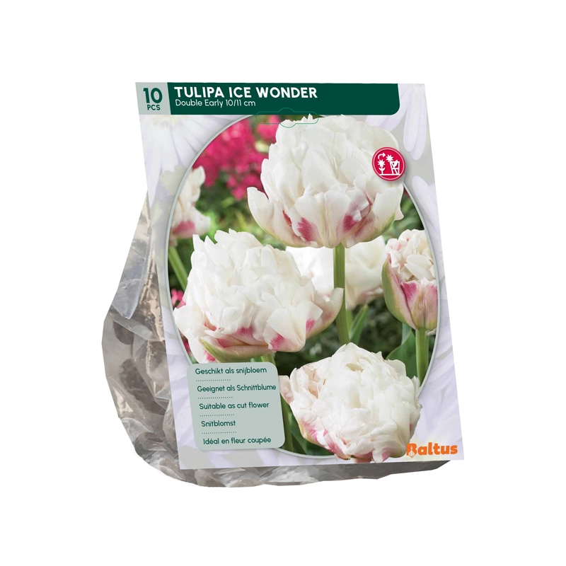 Tulp Dubbel Vroeg Ice Wonder 10 st.