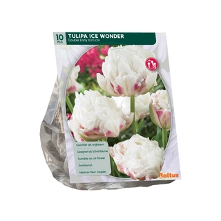 Tulp Dubbel Vroeg Ice Wonder 10 st.