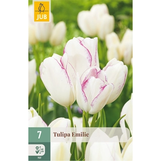 Tulipa Emilie 7 st.