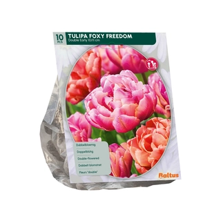 Tulp Foxy Freedom 10 st.