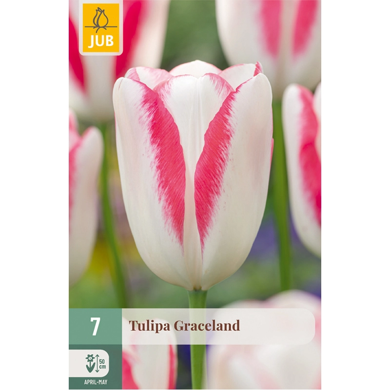 Tulipa Graceland 7 st.