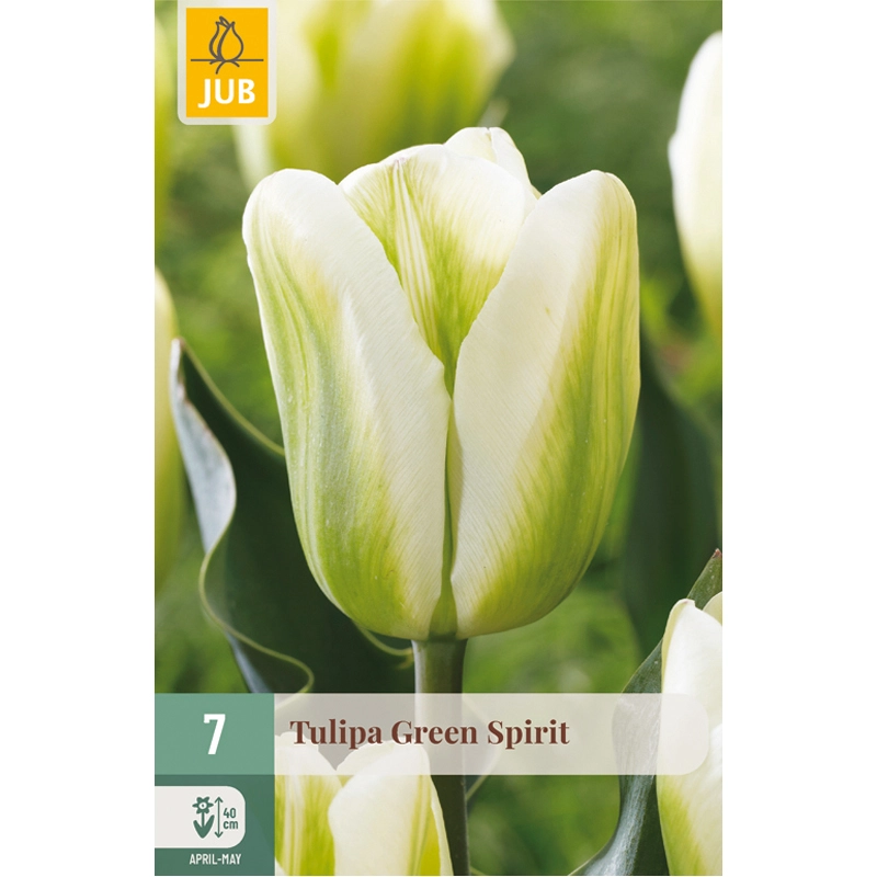 Tulipa Green Spirit 7 st.