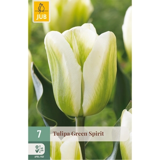 Tulipa Green Spirit 7 st.