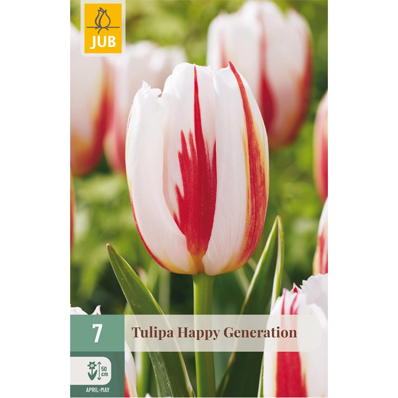 Tulipa Happy Generation 7 st.