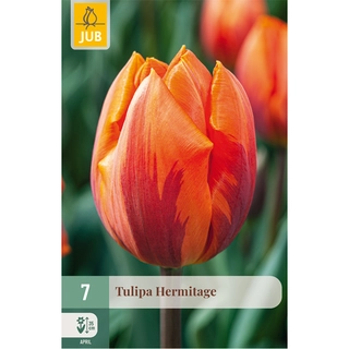 Tulipa Hermitage 7 st.