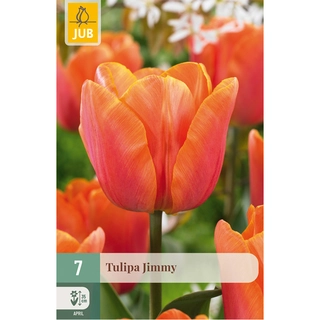 Tulipa Jimmy 7 st.