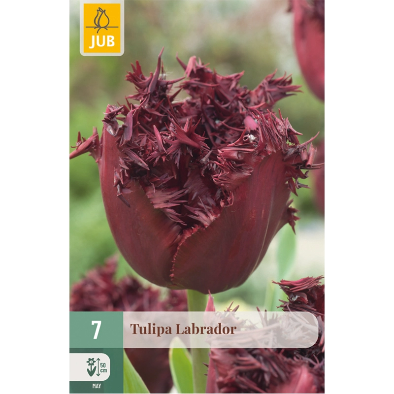Tulipa Labrador 7 st.