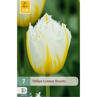 Tulipa Lemon Beauty 7 st.