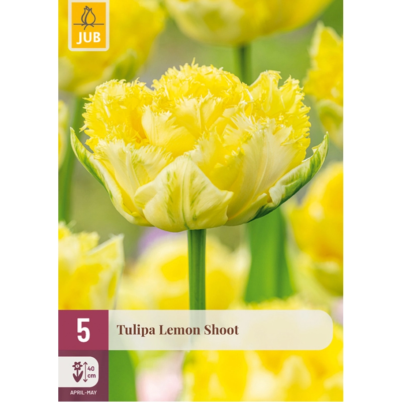 Tulipa Lemon Shoot 5 st.