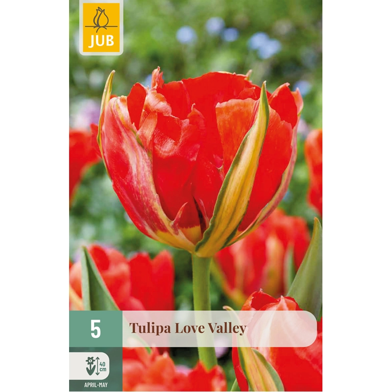 Tulipa Love Valley 5 st.