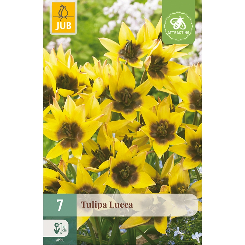 Tulipa Lucca 7 st.