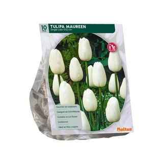 Tulp Maureen Enkel Laat 10 st.