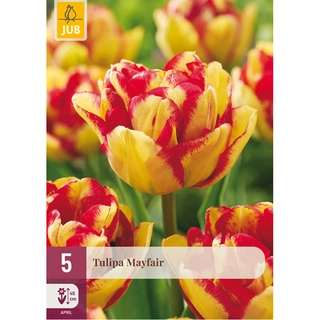 Tulipa Mayfair 5 st.