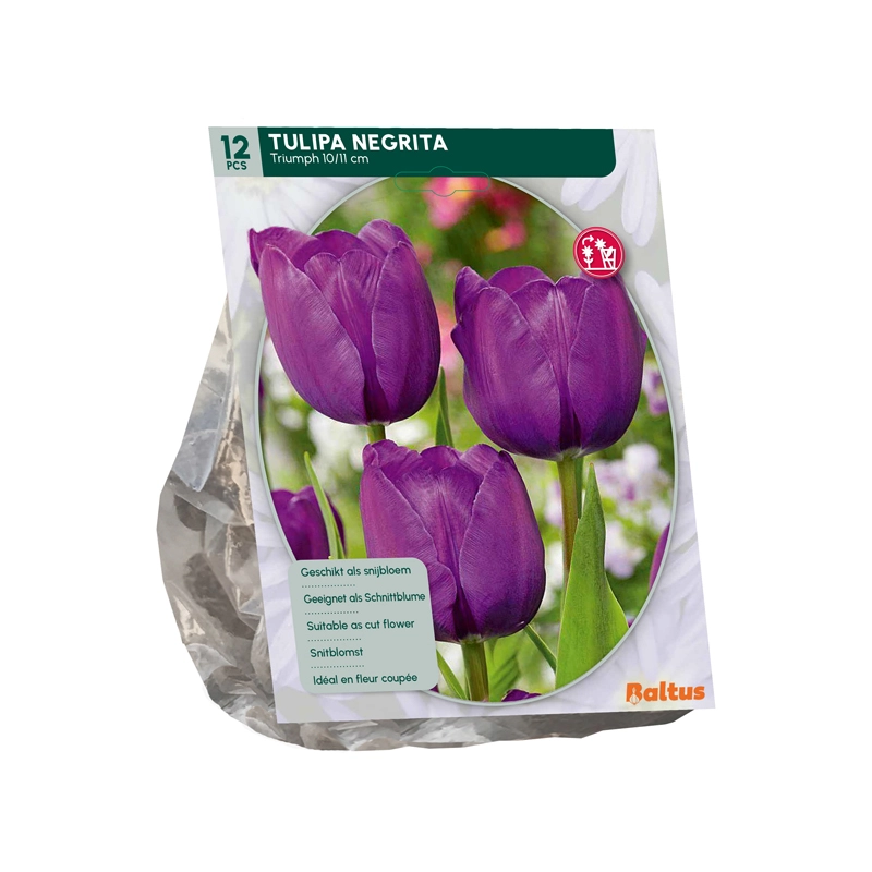 Tulp Negrita Triumph 12 st.