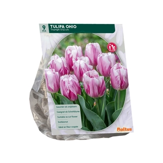 Tulp Ohio Triumph 9 st.