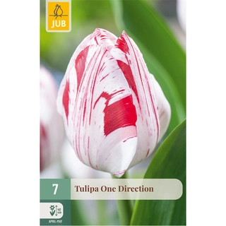 Tulipa One Direction 7 st.
