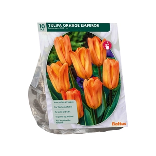 Tulp Orange Emperor Fosteriana 10 st.