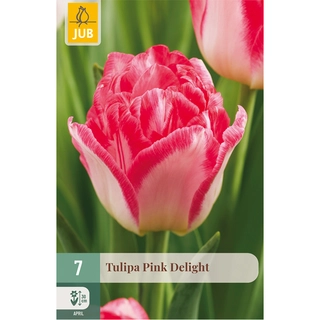 Tulipa Pink Delight 7 st.