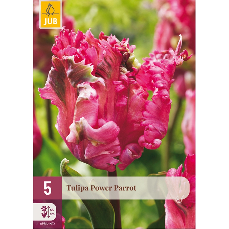 Tulipa Power Parrot 5 st.