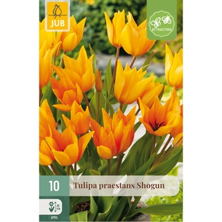 Tulipa Praestans Shogun 10 st.