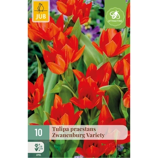 Tulipa Praestans Zwanenburg Variety 10 st.