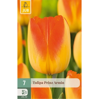 Tulipa Prinz Armin 7 st.