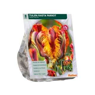 Tulp Rasta Parrot Parkiet 8 st.