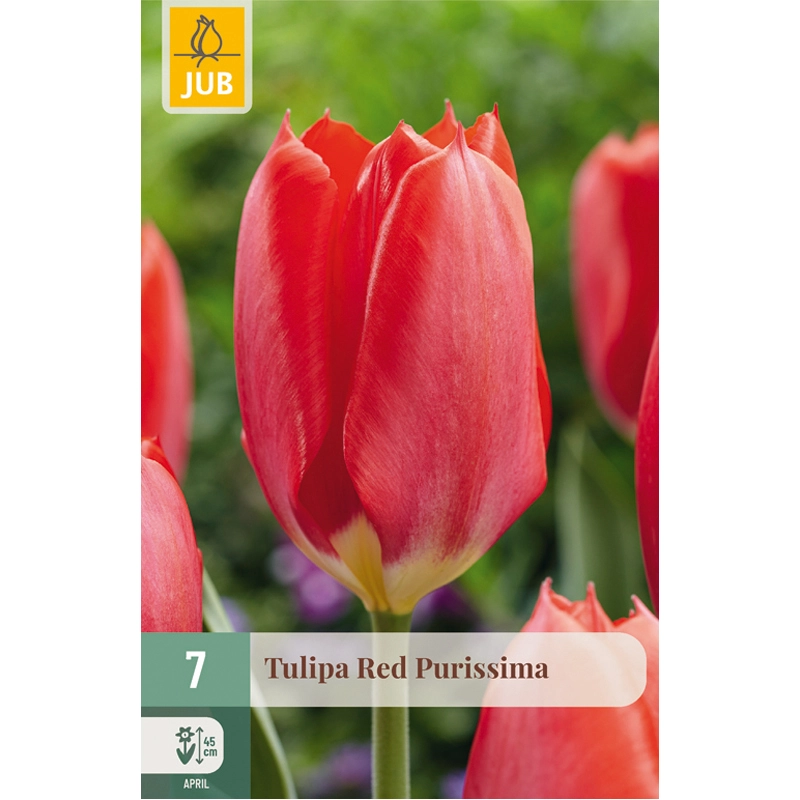Tulipa Red Purissima 7 st.