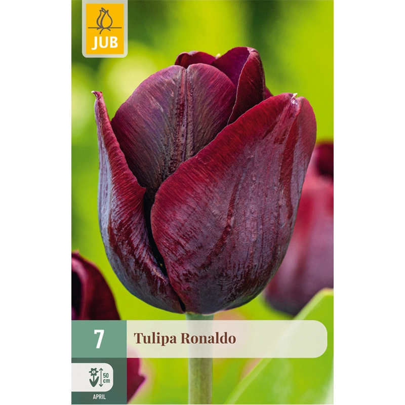 Tulipa Ronaldo 7 st.