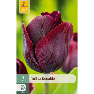 Tulipa Ronaldo 7 st.