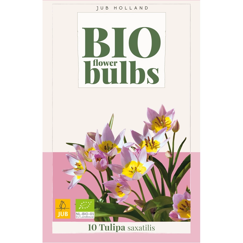 Tulipa Saxatilis Biologisch 10 st.