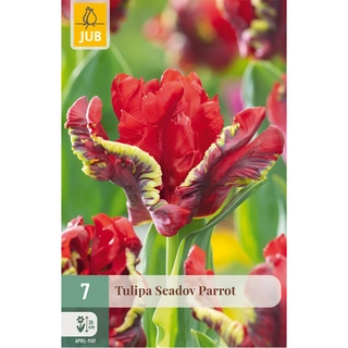 Tulipa Seadov Parrot 7 st.