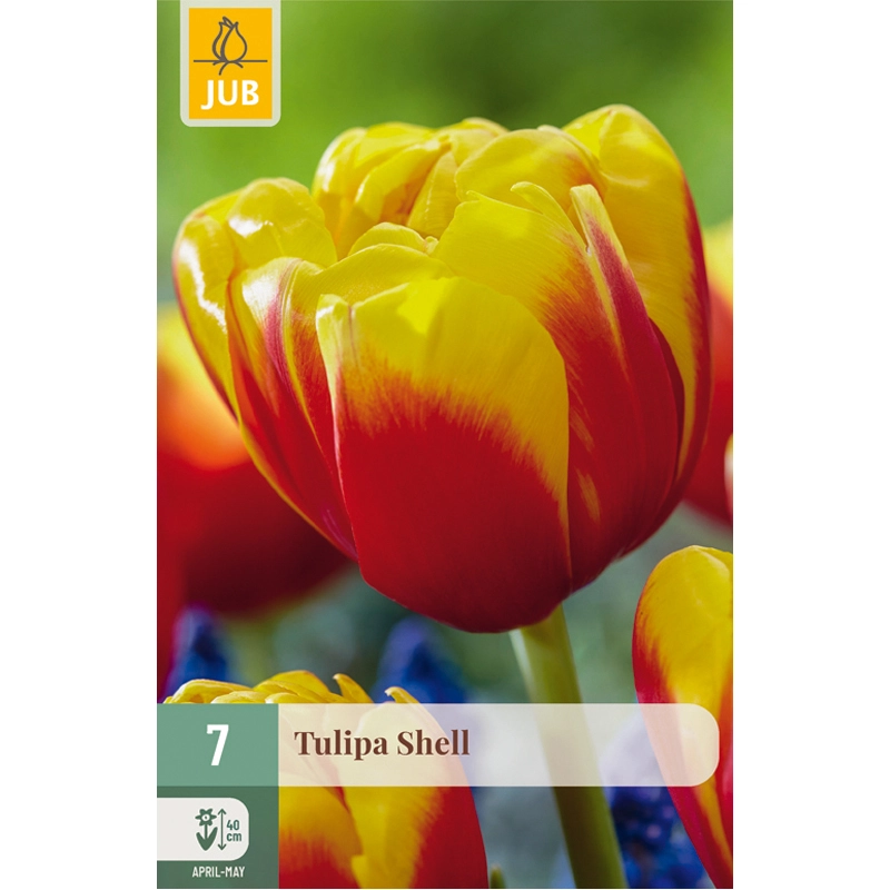 Tulipa Shell 7 st.