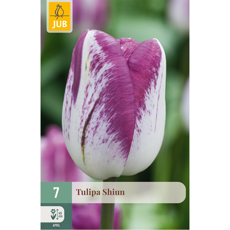 Tulipa Shiun 7 st.
