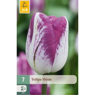 Tulipa Shiun 7 st.