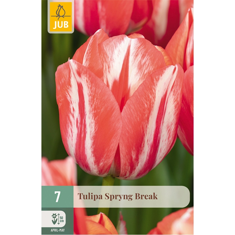 Tulipa Spryng Break 7 st.