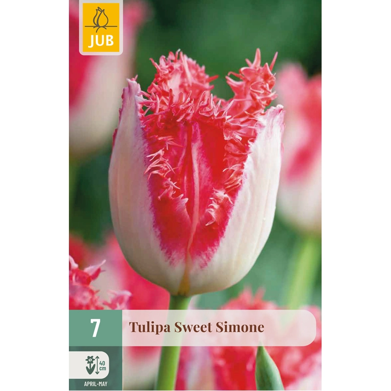 Tulipa Sweet Simone 7 st.