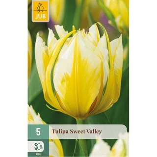 Tulipa Sweet Valley 5 st.