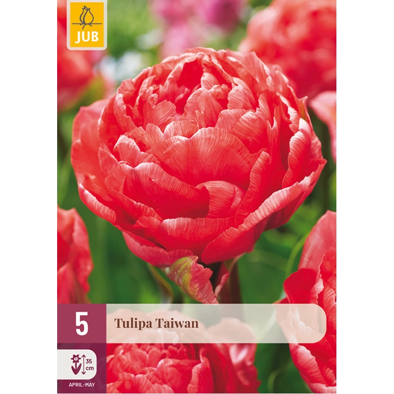 Tulipa Taiwan 5 st.