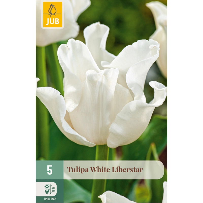 Tulipa White Liberstar 5 st.