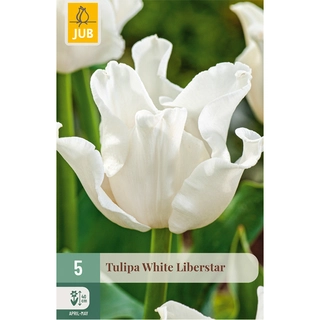 Tulipa White Liberstar 5 st.
