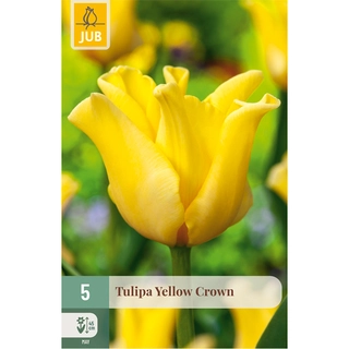 Tulipa Yellow Crown 5 st.