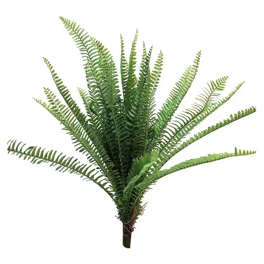 UV Fern Torres Sunrise 60 cm