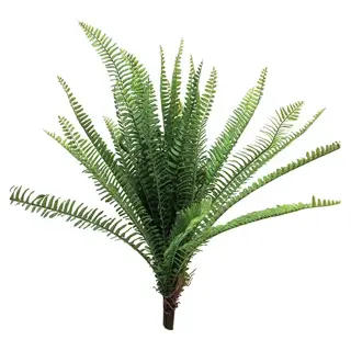 UV Fern Torres Sunrise 60 cm