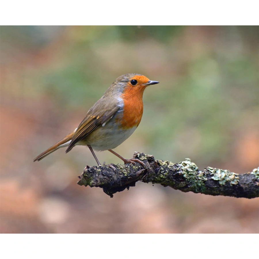 Vogelvoederlijstje Roodborst op Mostak S - 31x26 cm - afbeelding 2
