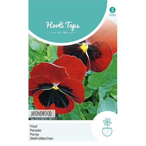 Horti Tops Viola, Viool Avondrood - afbeelding 1