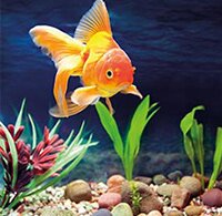 Vissen & Aquaria